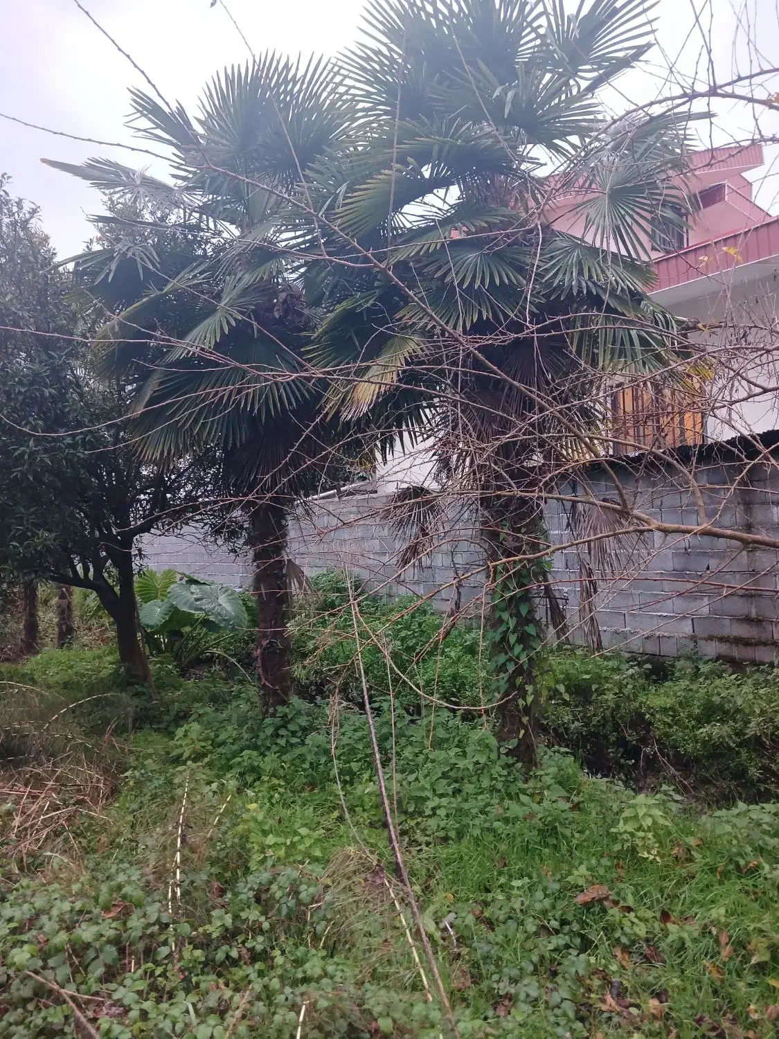 درخت پالم|گل و گیاه طبیعی|دالخانی, |دیوار