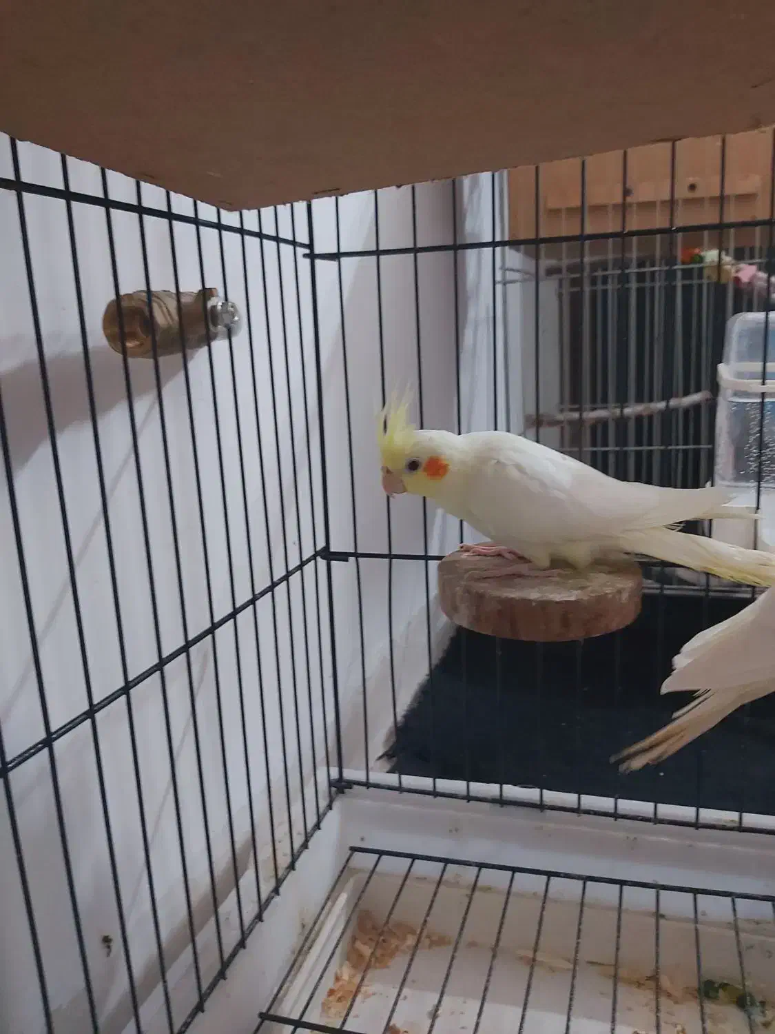 عروس هلندی لوتیونو|پرنده|علی‌آباد کتول, |دیوار