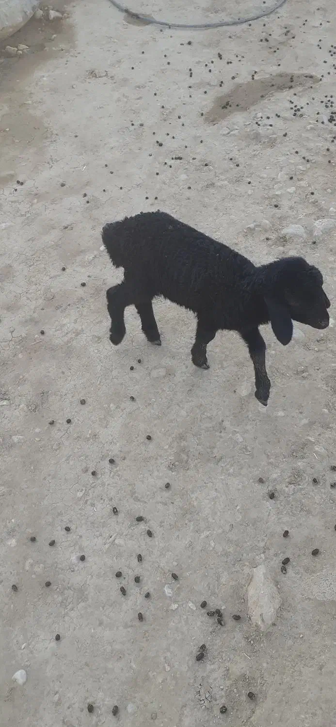 ۶۰۰۰۰۰۰۰|حیوانات مزرعه|سیمکان, |دیوار