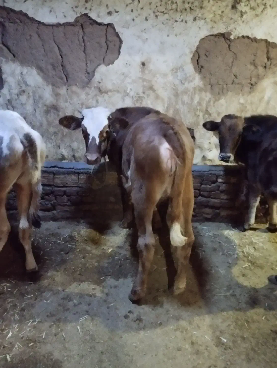 کوساله|حیوانات مزرعه|خواجه, |دیوار