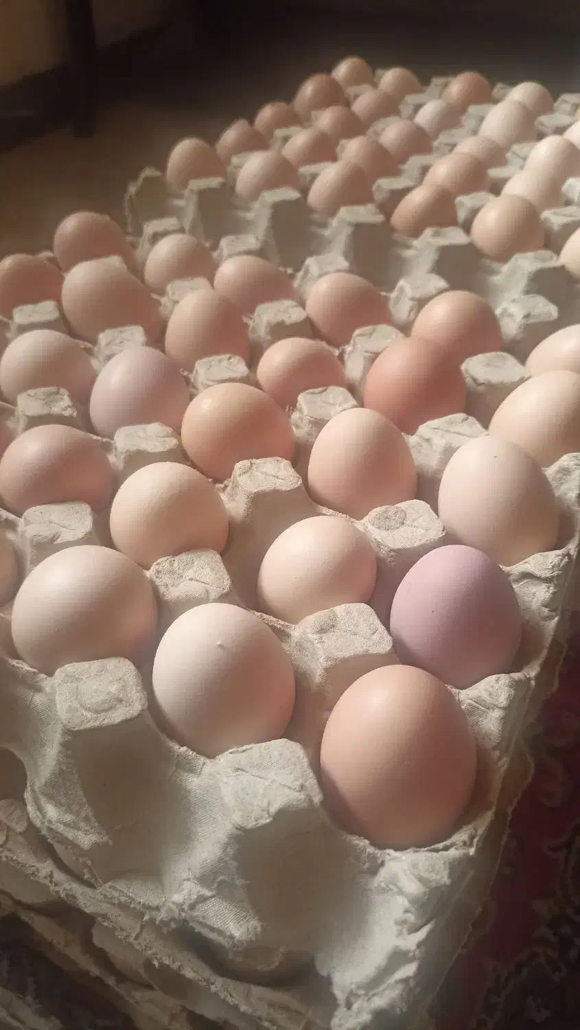 تخم مرغ گلپایگانی|خوردنی و آشامیدنی|نیشابور, گنبد سبز|دیوار