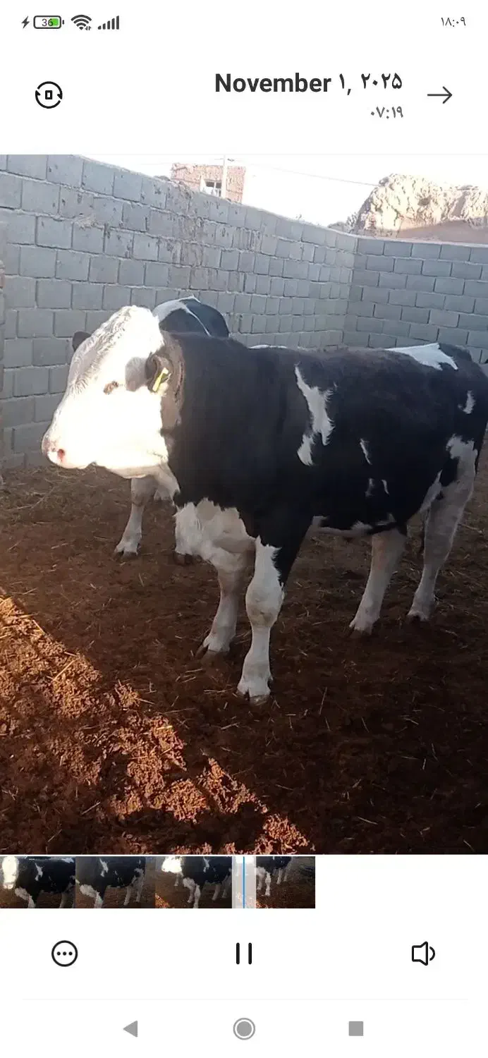 جوانه کشتاری فروشی|حیوانات مزرعه|هلالی, |دیوار