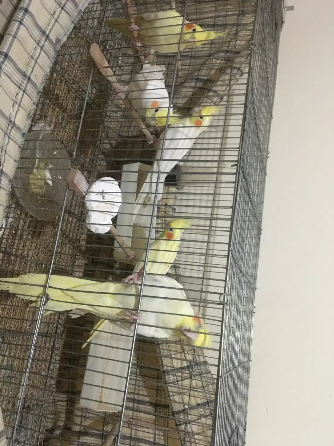 طوطی عروس بالغ سالم|پرنده|آمل, |دیوار