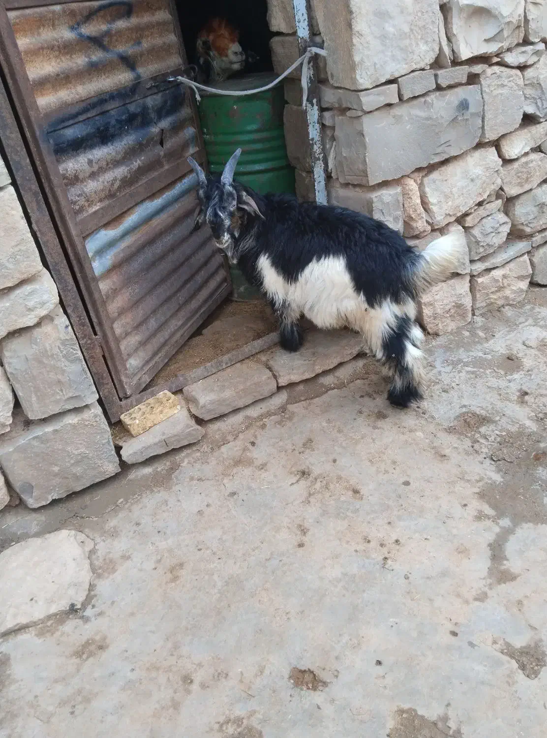 بیگ|حیوانات مزرعه|اندیکا, |دیوار