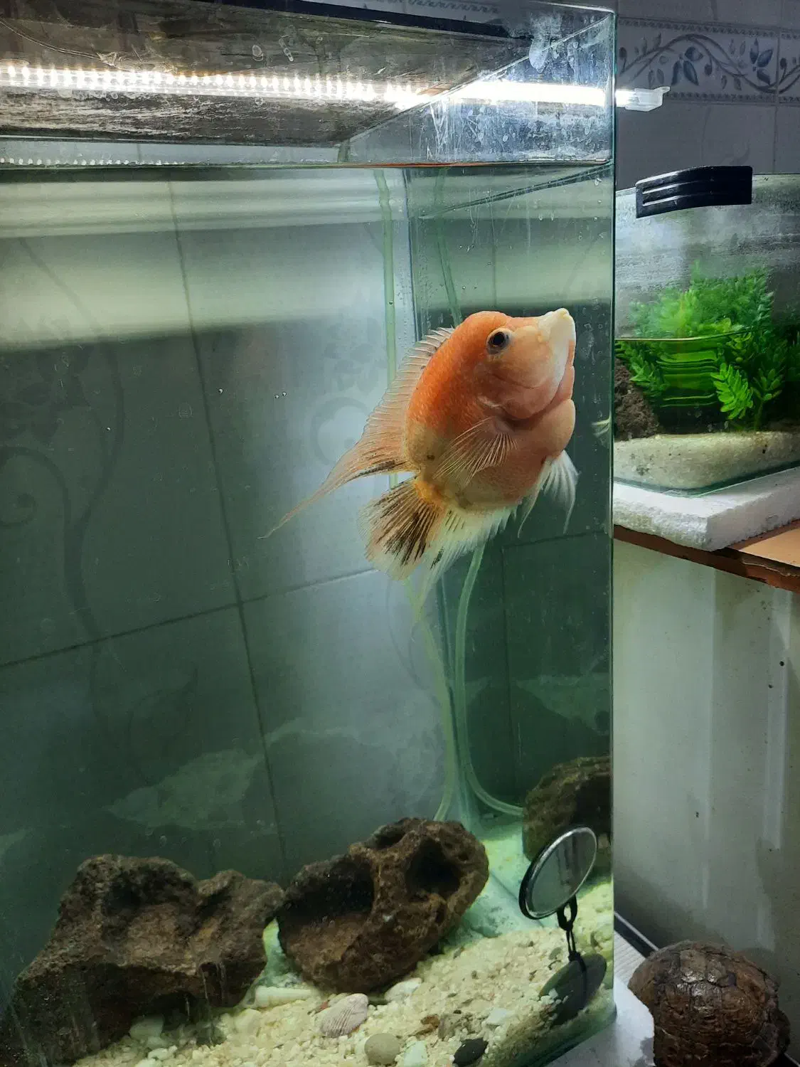 ماهی فلاور|ماهی|بجنورد, |دیوار