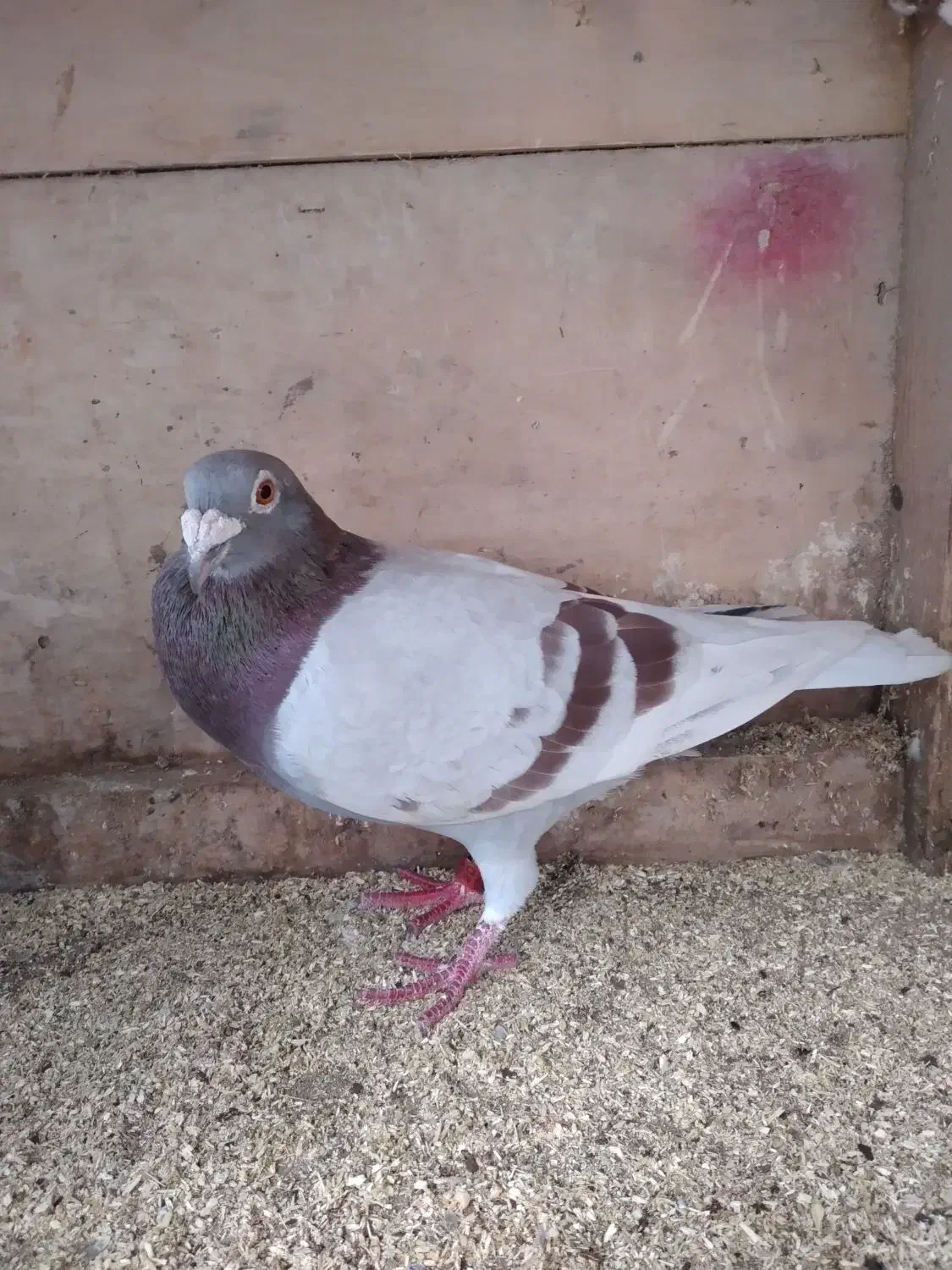 کبوتر مسافتی|پرنده|سنگر, |دیوار