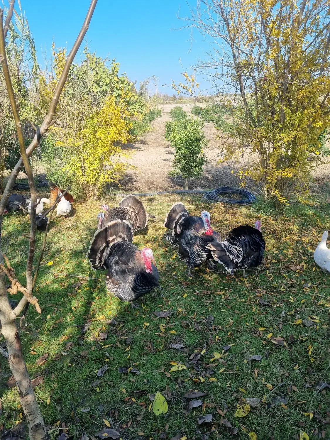 بوقلمون برنز آمریکایی اصل|حیوانات مزرعه|نکا, |دیوار