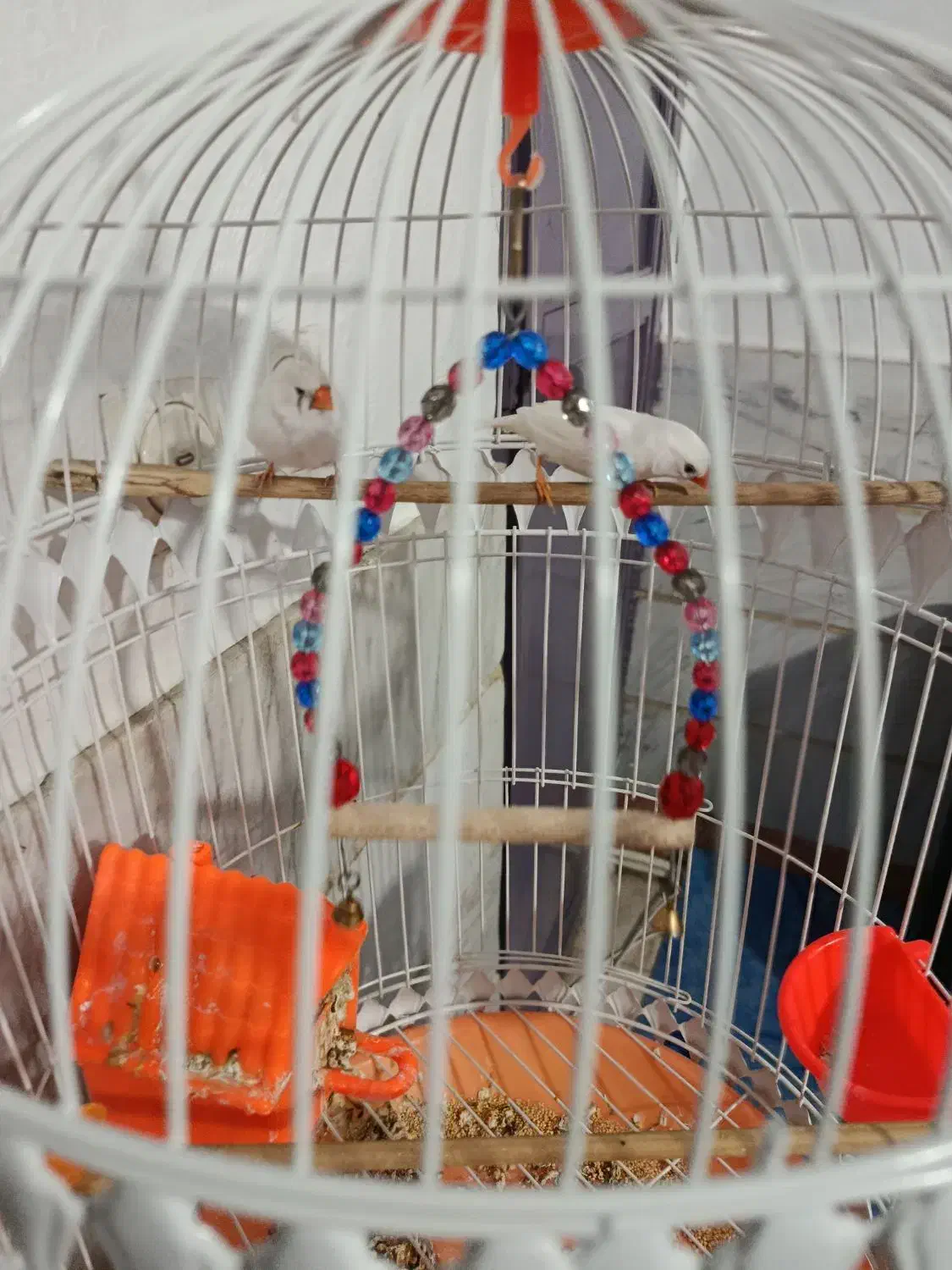 یک جفت فنچ سفید همراه باقفس|پرنده|پاکدشت, پاکدشت (مامازند)|دیوار