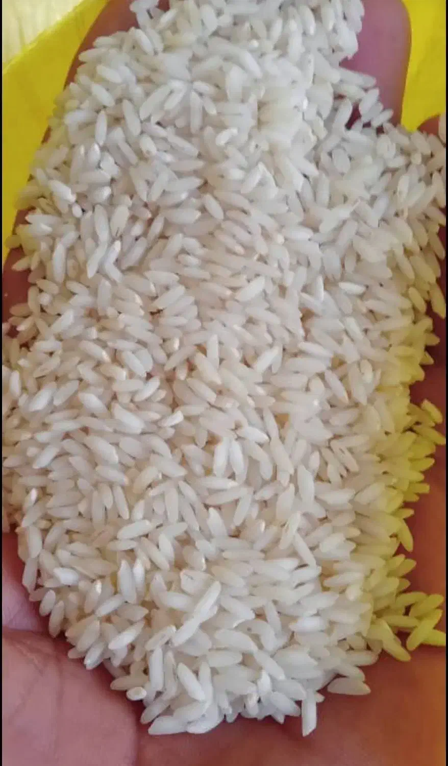 ب رنج سالم و *نیم دانه|خوردنی و آشامیدنی|دورود, |دیوار