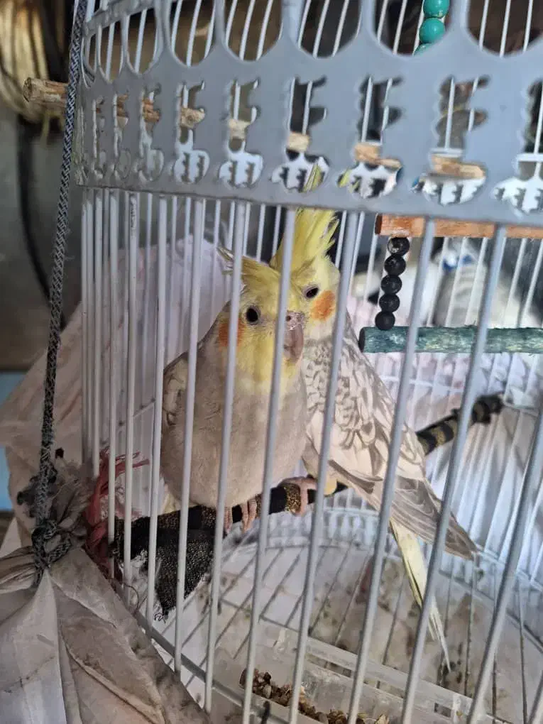 عروس هلندی رام|پرنده|آستارا, |دیوار