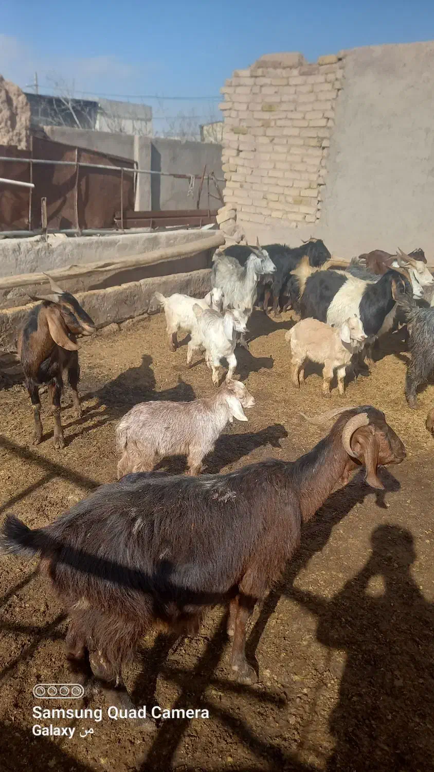 بزغاله|حیوانات|تاکستان, |دیوار