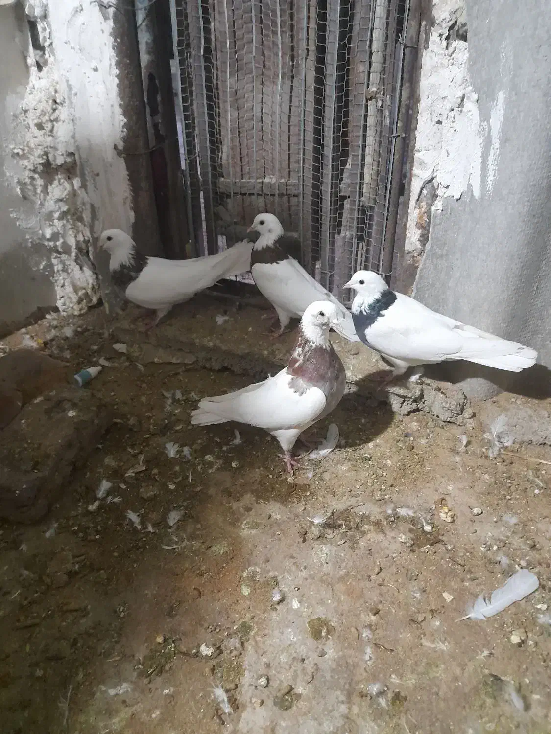 کفتر|پرنده|هشتگرد, هیو|دیوار