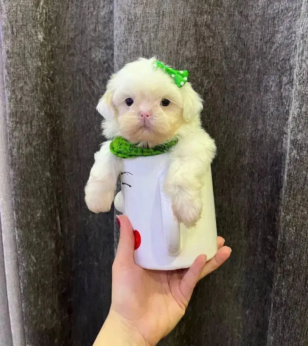 توله سگ پشمالو شیتزو مالتیز عروسکی سایز تیکاپ|سگ|مشهد, مصلی (کارمندان اول)|دیوار