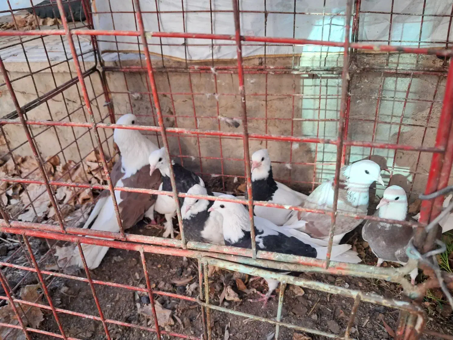 کبوتر|پرنده|تفت, |دیوار