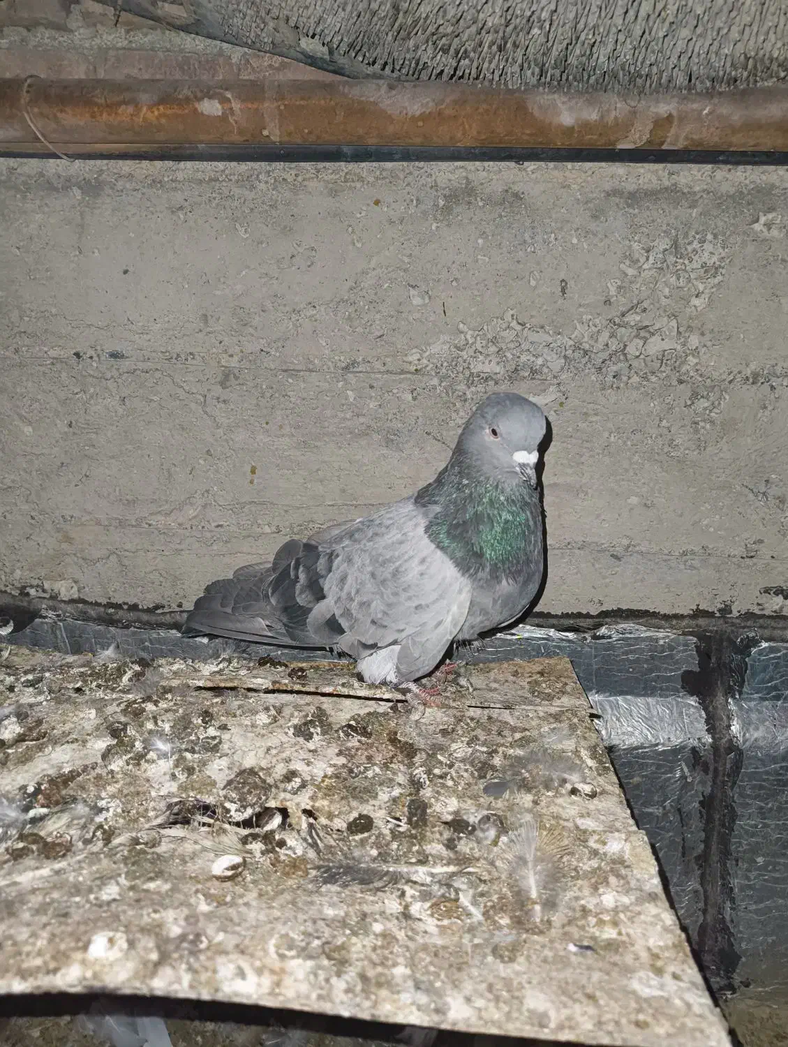 کبوتر خوشکل و زیبا|پرنده|نقده, |دیوار