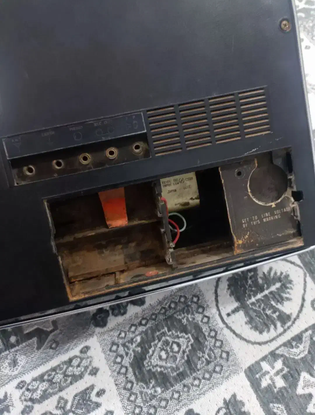 سهره قناری دهن ایوب|پرنده|رباط‌کریم, نصیرشهر|دیوار