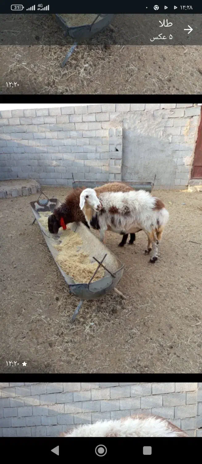 ۲راس میش شیشک بره بز|حیوانات مزرعه|شهرضا, |دیوار