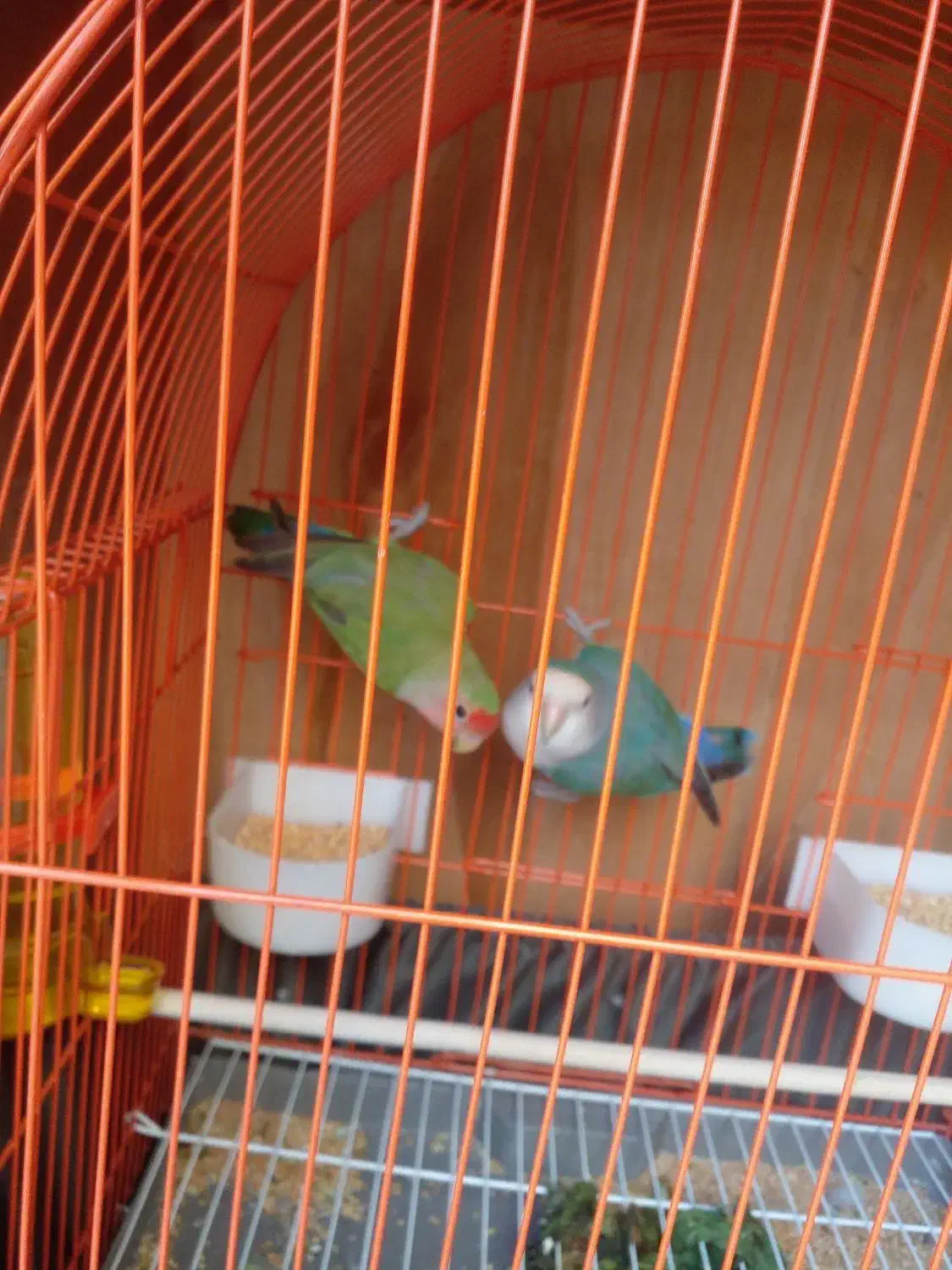 یک جفت طوطی برزیلی بازیگوش|پرنده|گلستان (تهران), |دیوار