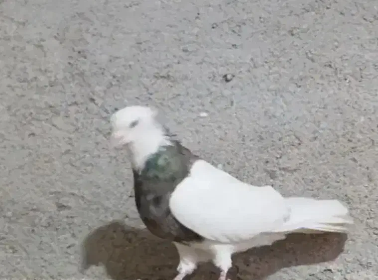 کبوتر‌طوقی|حیوانات|همدان, |دیوار