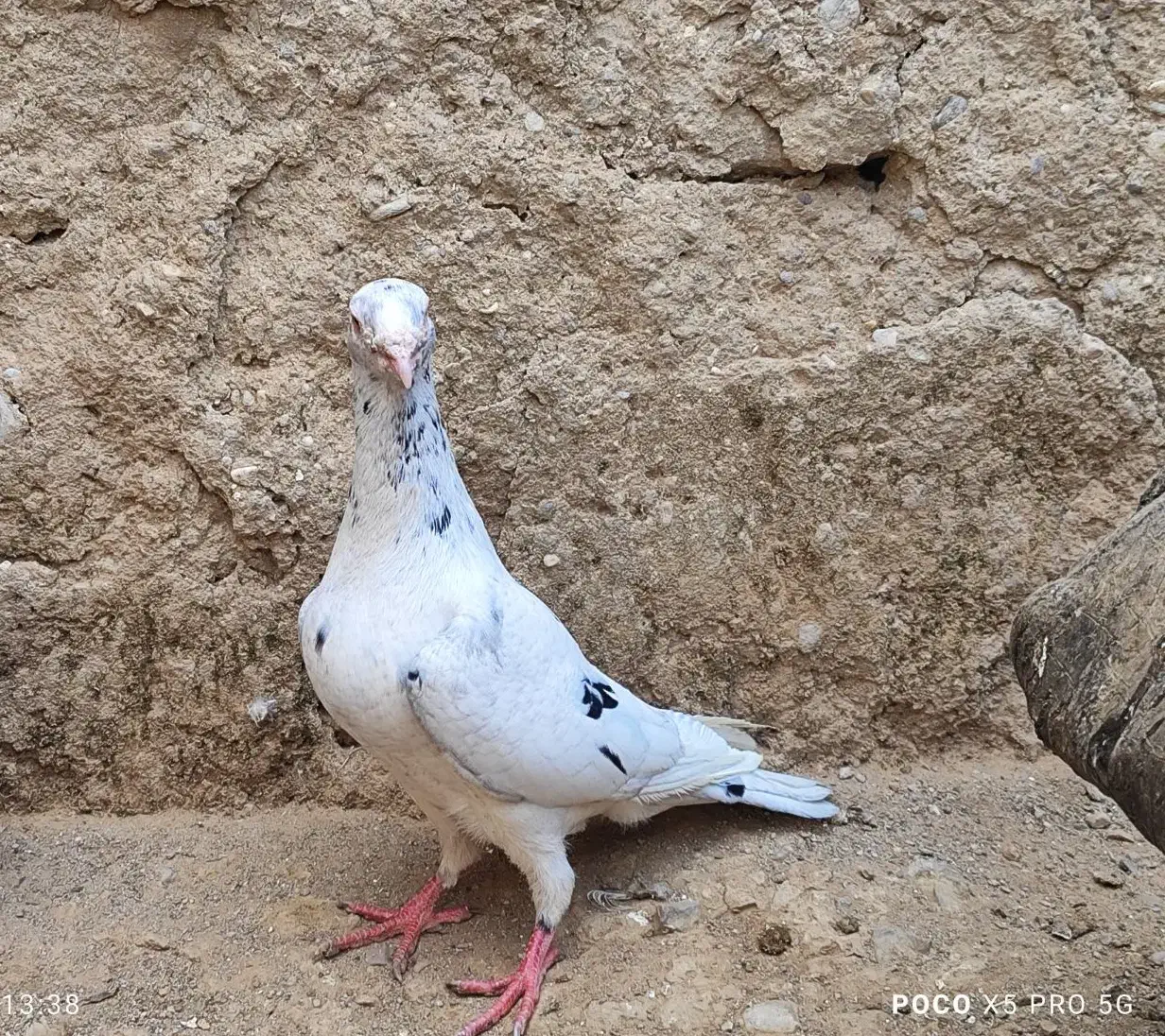 کبوتر|پرنده|کوه چنار, |دیوار