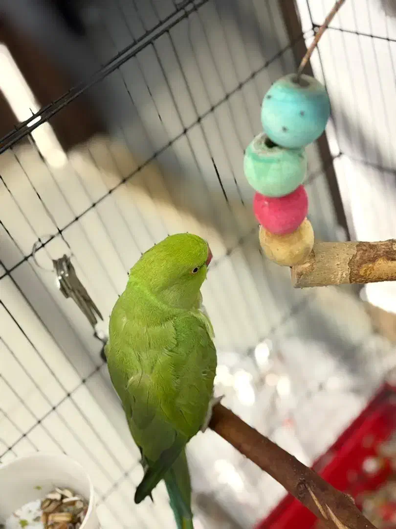 طوطی ملنگو نر|پرنده|آستانه اشرفیه, |دیوار