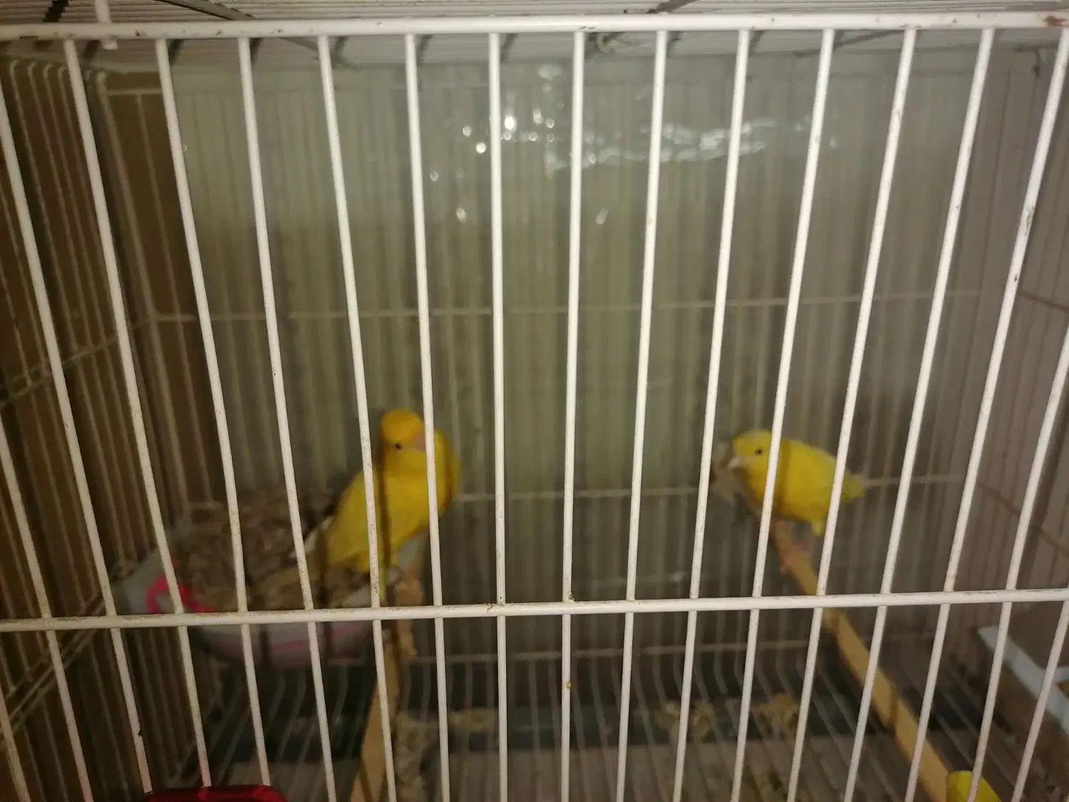 قناری|پرنده|زارچ, |دیوار