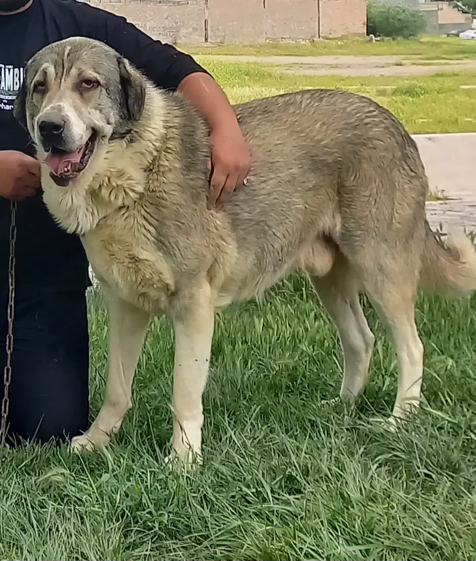 سگ پژدربه یابنده مژدگانی خوبی داده میشود|سگ|کرمانشاه, |دیوار