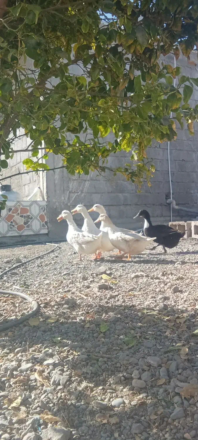 اردک تخم گذار|حیوانات مزرعه|توکهور, |دیوار