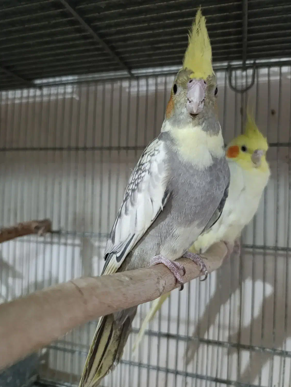 عروس هلندی ماده ابلغ نیمه دستی تقریبایکساله|پرنده|قم, لبچال|دیوار