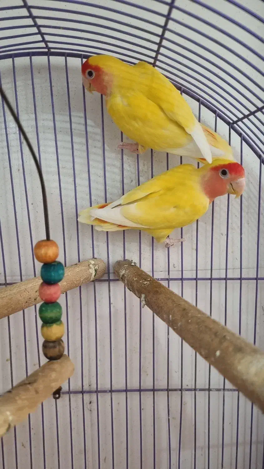 جفت طوطی های برزیلی مولد|پرنده|اهواز, دانشگاه چمران|دیوار