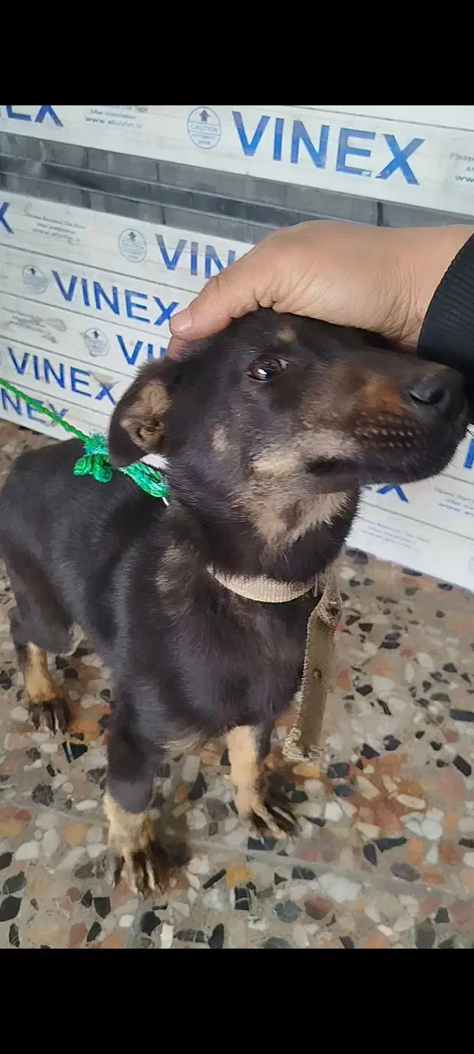 واگذاری دوبرمن|سگ|بندر انزلی, کلیور|دیوار