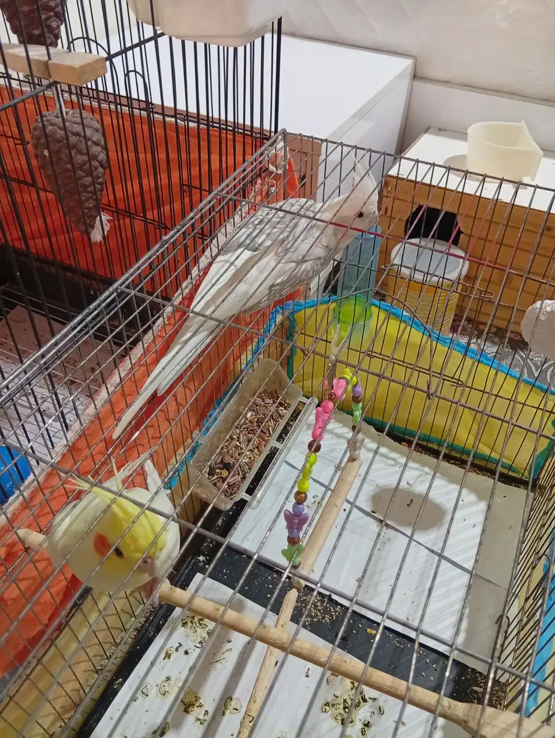 عروس هلندی نر و ماده|پرنده|کرج, اسلامآباد|دیوار