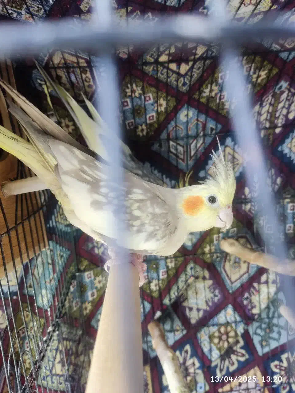 عروس هلندی جفت|پرنده|فردیس, شهرک ناز|دیوار