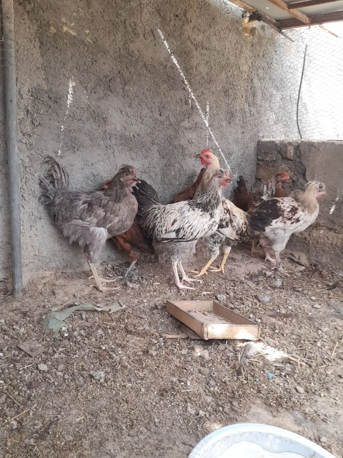 جوجه|حیوانات مزرعه|زابل, |دیوار