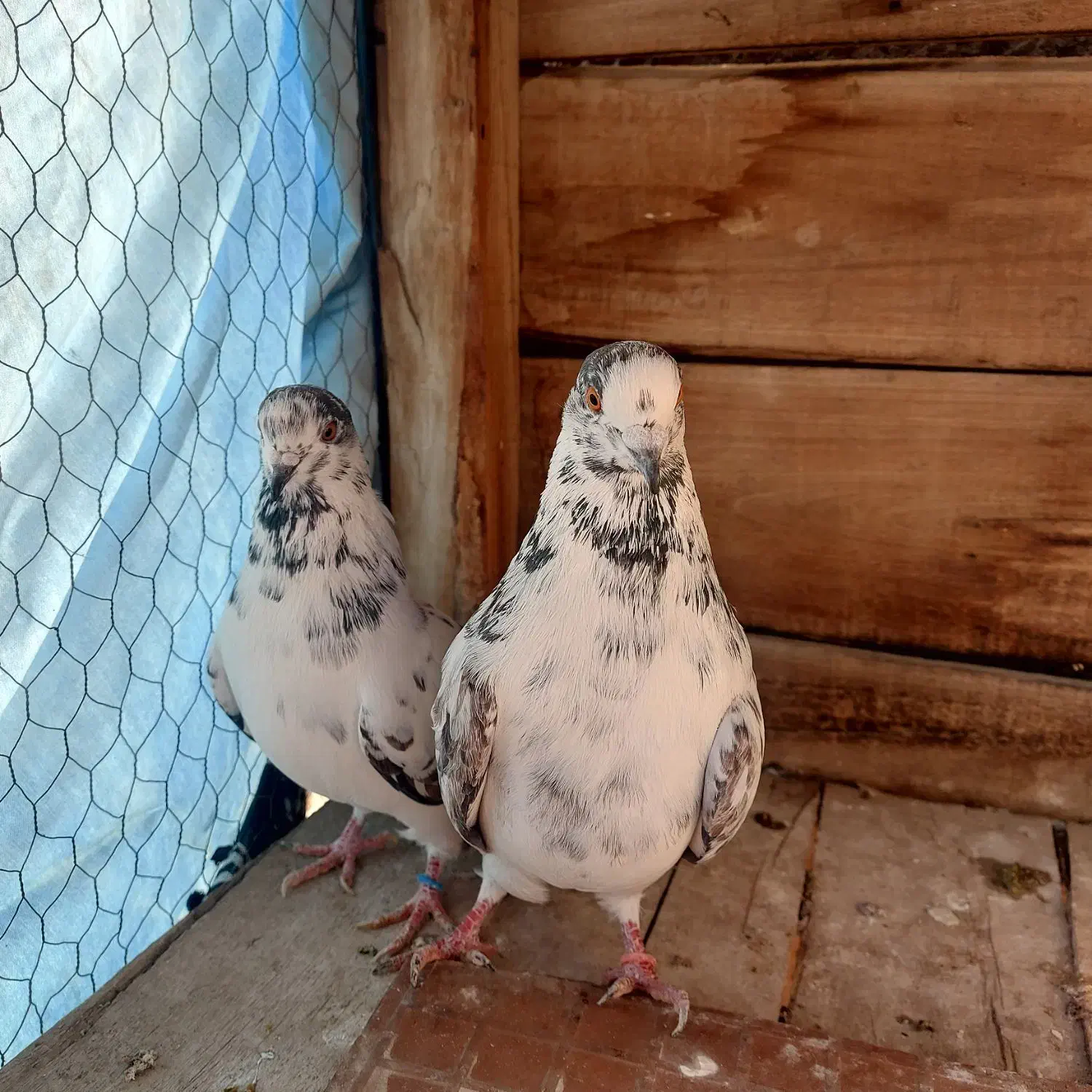 کبوتر پرش|پرنده|مبارکه, |دیوار