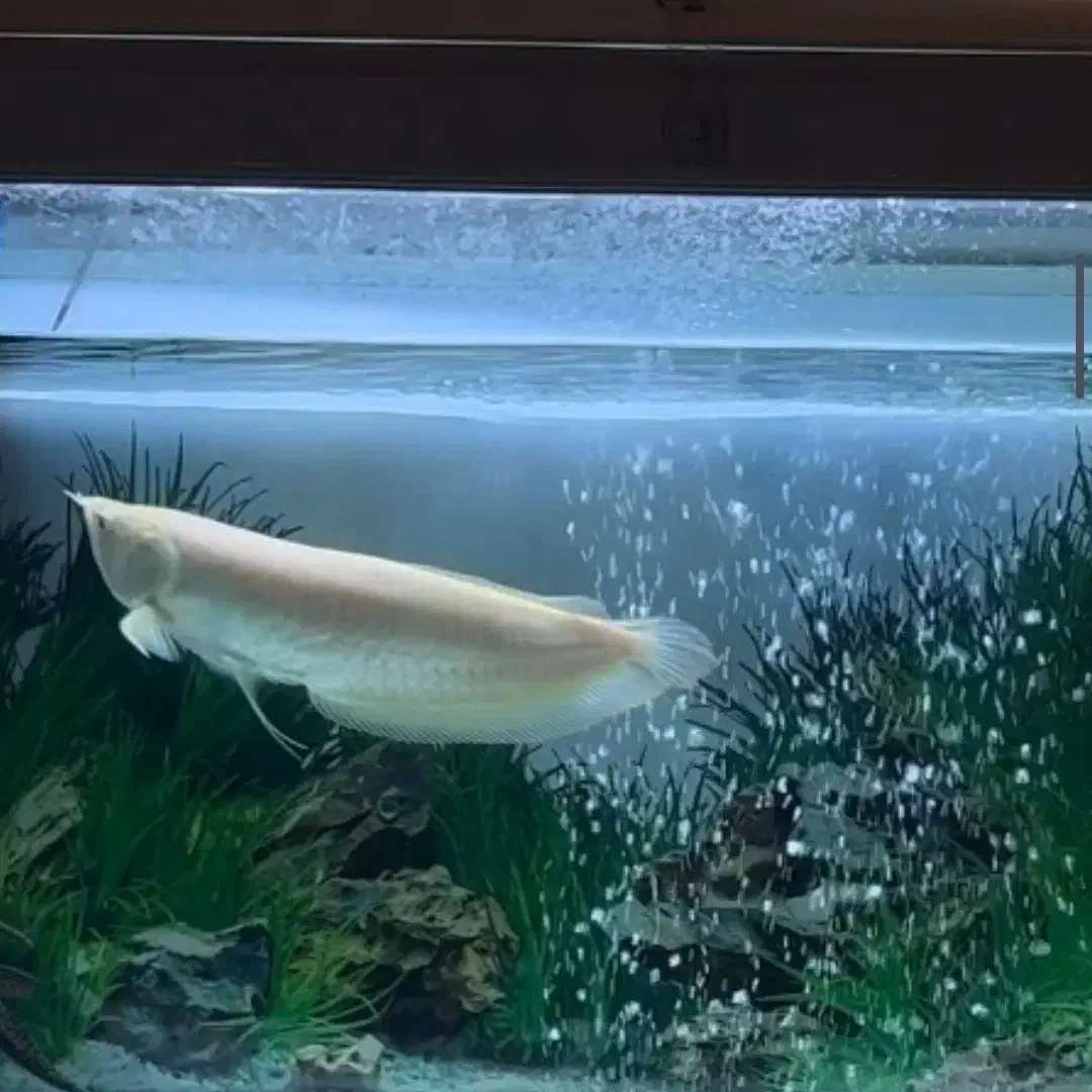 اروانا آلبینو|ماهی|رفسنجان, |دیوار