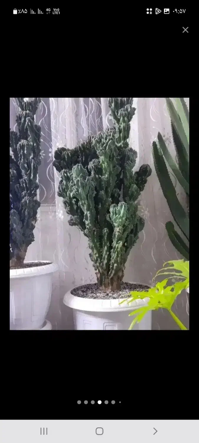 تعدادی گل وگیاه آپارتمانی بسیار زیبا|گل و گیاه طبیعی|شهریار, کهنز|دیوار