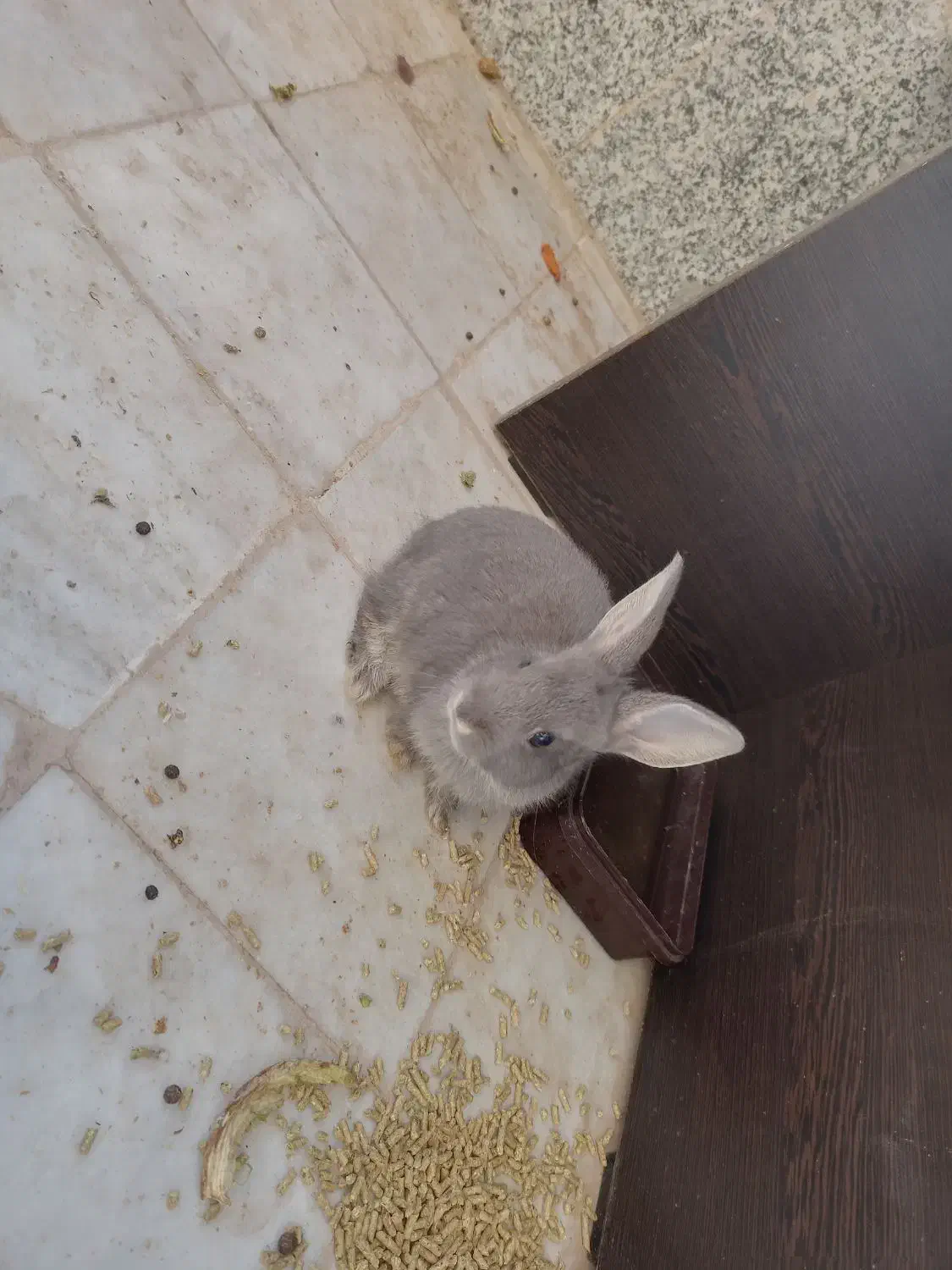 خرگوش سالم و دستی. مناسب نگهداری در خانه|موش و خرگوش|حمیدیا, |دیوار