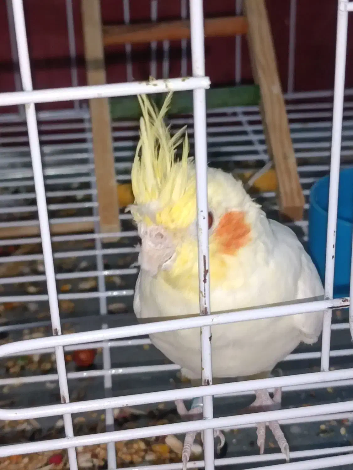 عروس هلندی|پرنده|دهلران, |دیوار