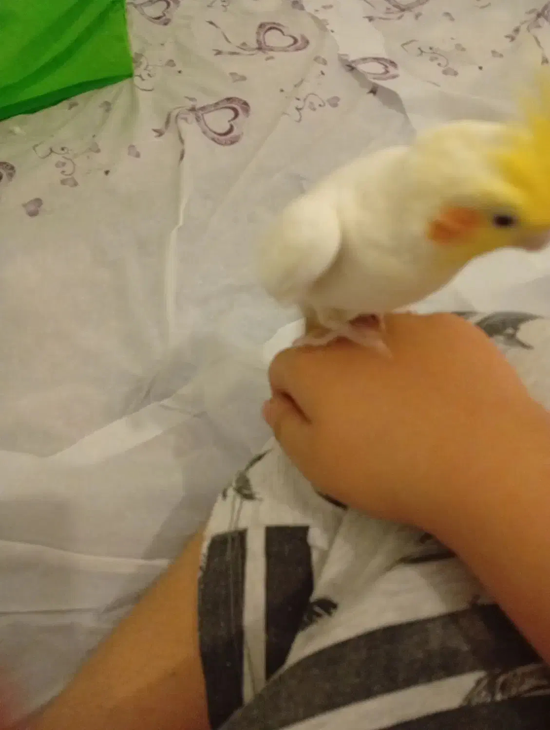 یک جفت عروس هلندی دستی. بشرط سخنگو بودن دستی بودن|پرنده|شاهینشهر, شهرک گلدیس|دیوار