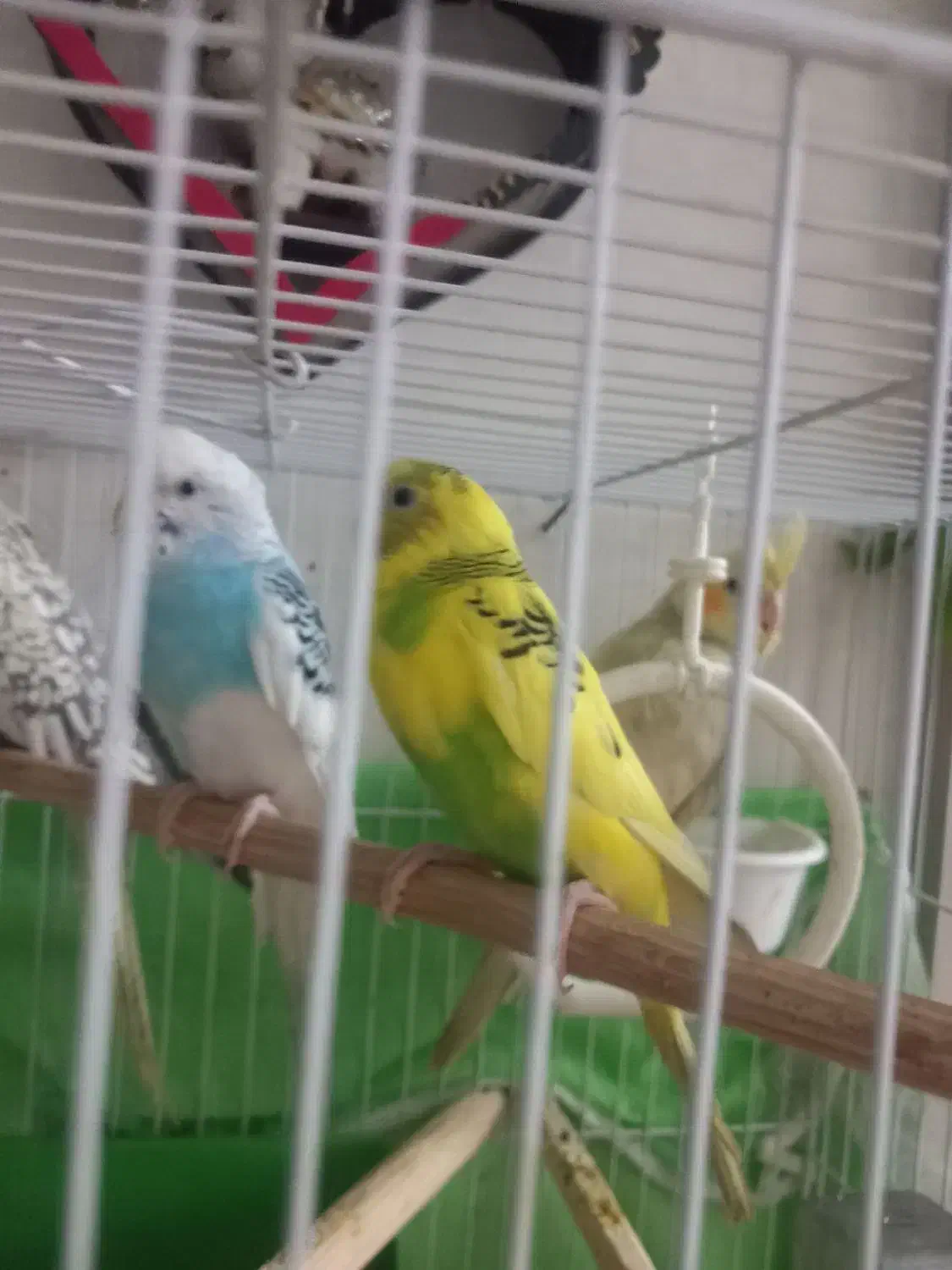 مرغ عشق دستی|پرنده|مشهد, ایثار|دیوار