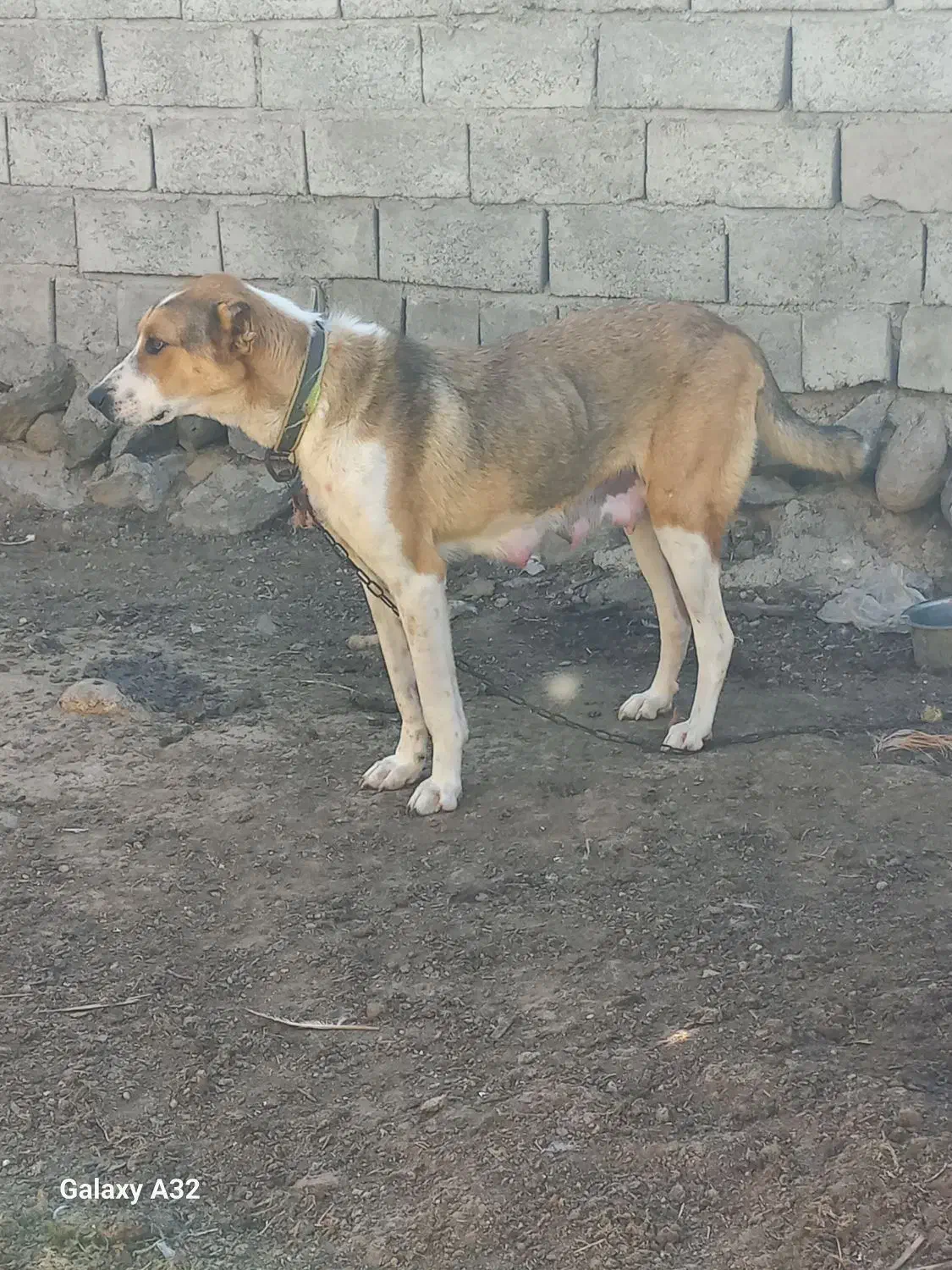 یک ماده عدد بفرش میرست نبودنه جا|سگ|اردبیل, |دیوار