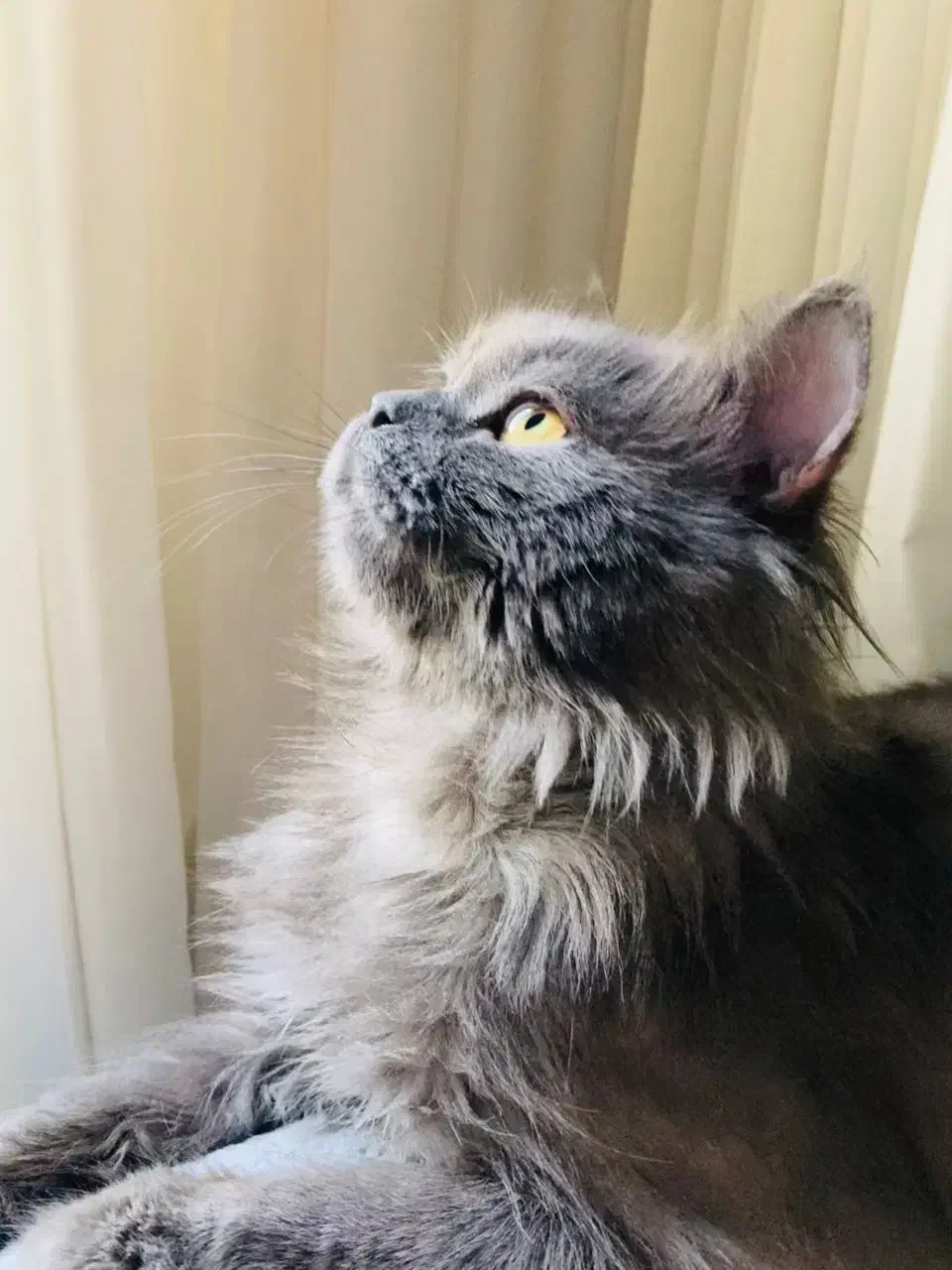 گربه نر اماده جفگیری|گربه|پردیس, فاز ۱۱|دیوار