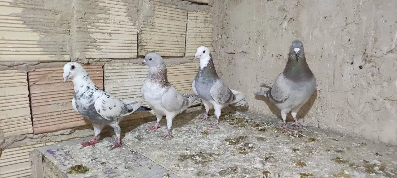 کبوتر سرور|پرنده|رباط‌کریم, نصیرشهر|دیوار
