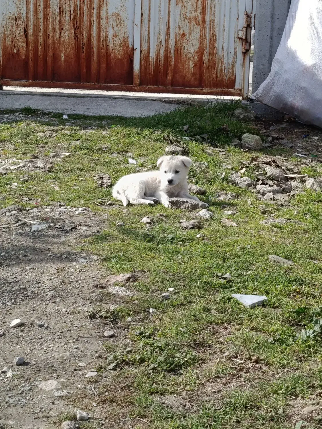 پاکوتاه نر|سگ|بندر ترکمن, |دیوار