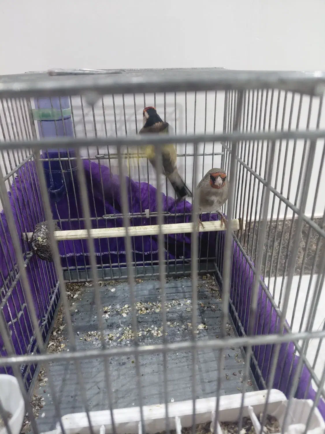 پرنده|پرنده|قدس, شهر‌قدس|دیوار