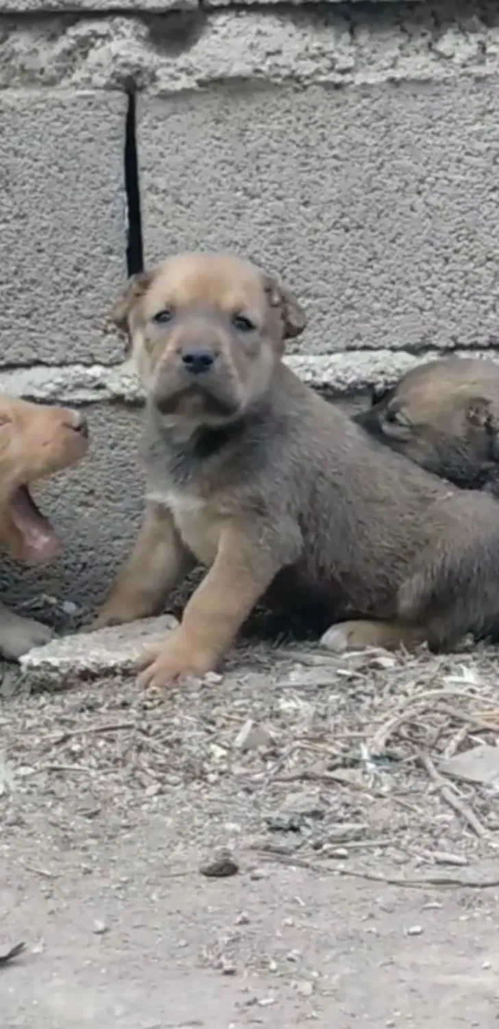 واگذاری آلابای سنگین وزن نگهبان و گله فی سه|سگ|رشت, ترمینال|دیوار