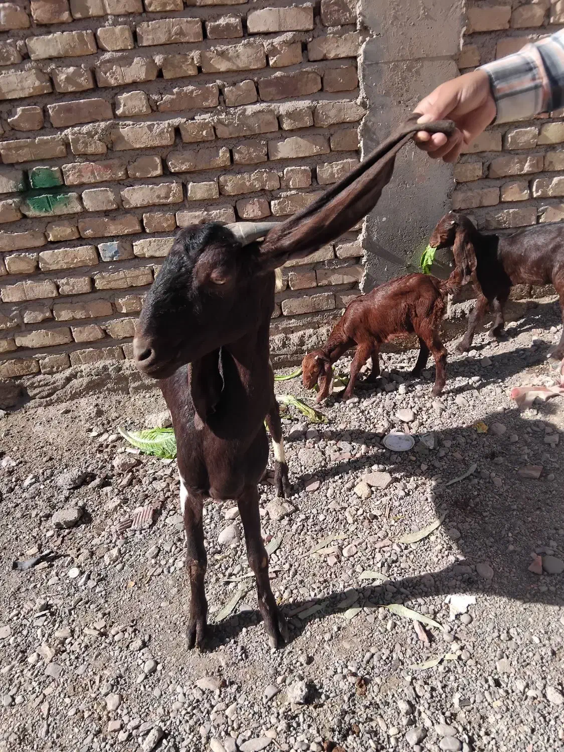 گیسه کاموری و بز پاکستانی دوقلو زا|حیوانات مزرعه|کرمان, |دیوار