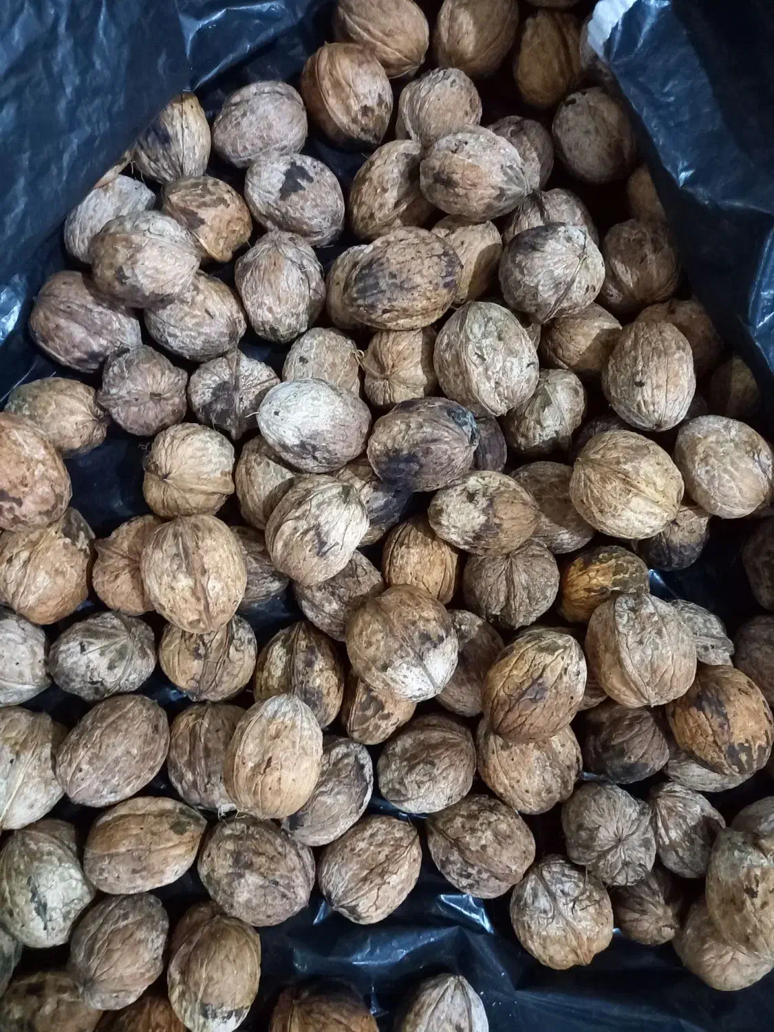 گردو محلی بادام مغز داره|خوردنی و آشامیدنی|کردکوی, |دیوار