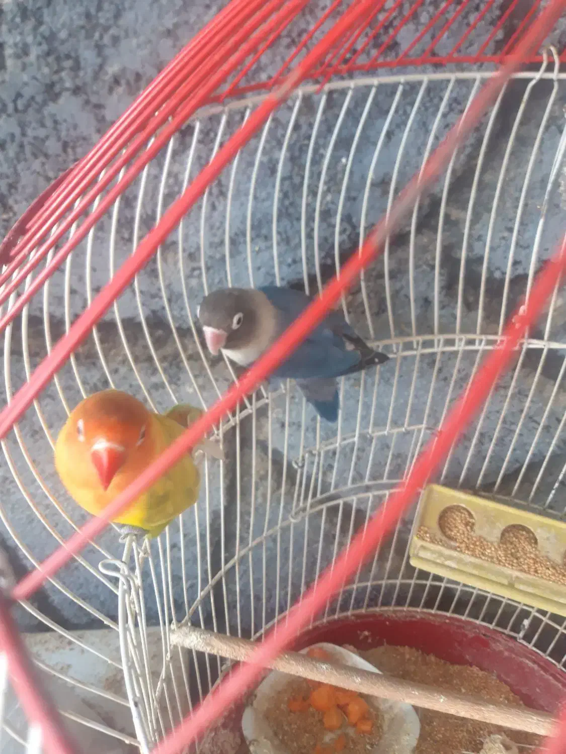 کوتوله|پرنده|اردکان, |دیوار